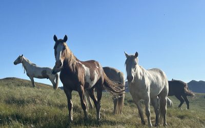 The ‘What’ and the ‘How’ – the Convergence of Two Impactful Leadership Models