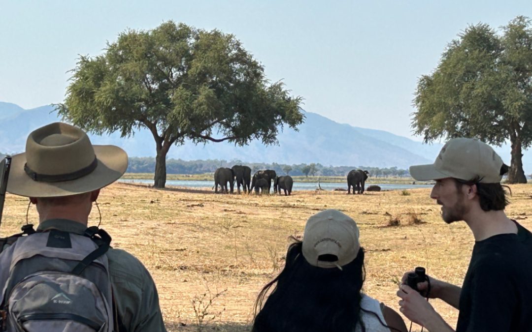 Observing Elephants