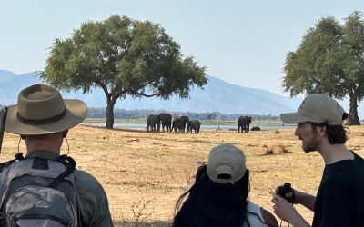 Elephantine Assisted Learning – What Elephants Can Teach Us About Leadership