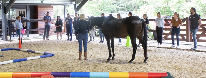 Leadership at Scale: How Equine-Assisted Learning Builds Alignment, Readiness and Depth